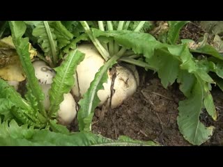 rural xiaoying family. worries and troubles. white radish bai luobo, sweet and delicious tian