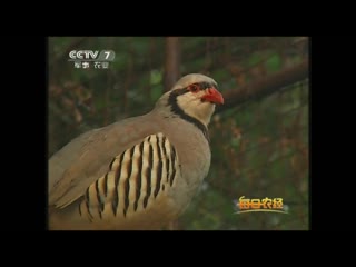 nyaolei gongyuan bird park in the hongye valley, near the city of jinan, shandong province, covered with a huge fabric dome.