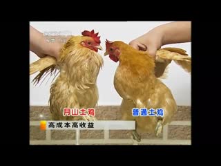 high quality and high yield yueshan tuji chicken (moon mountain clay chicken). growing technology.