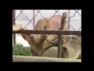 deer lu. spotted deer meihualu (deer in plum blossoms, lat. cervus nippon).