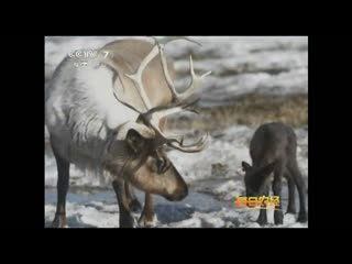 deer lu. reindeer beifan lu, or xunlu (canadian deer, lat. rangifer tarandus)