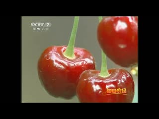 cultivation of sweet cherries in specialized greenhouses of wenshi yingtao zaipei.