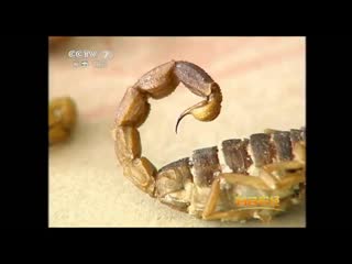 scorpio xiezi. poisonous scorpion du xiezi. poisonous scorpions on the dining table of shang canzhuo de xiezi.