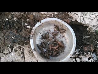 catching crayfish heai under a thick layer of silt, from crayfish pits. an ancient way of hunting and gathering.