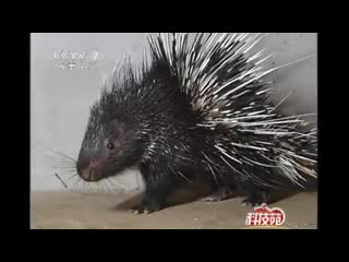 porcupine haozhu (robber pig). the porcupine also has the nickname "animal ginseng"