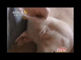 there is a farm in shexian county, handan city, hebei province, and farmer guo jianwen raises pigs differently from other farmers.