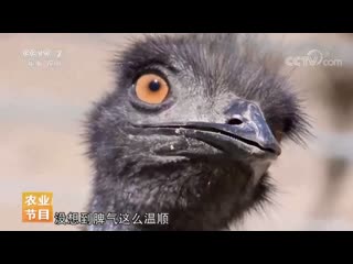 ostrich tonyao. ostrich nandu (lat. rhea americana), common rhea meizhou tonyao.