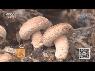 edible mushrooms mogu. edible tree fungus mu'er. mushroom gu. mushrooms shiitake xianggu (lat. lentinus edodes), or