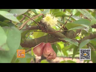 qionghai city, southern hainan province. a special technology for cultivating a rare fruit called baohong lian'wu (explosive