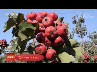 chinese hawthorn, giant shanzha (mountain chinese quince). hawthorn (fruits) shanlihong (red in the mountains). methodology