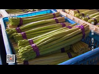 asparagus (lat. asparagus) lusun (cane shoot), or wei cai (tail of greens, vegetables), or long xu cai (dragon ovo