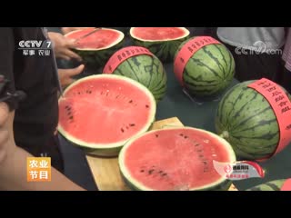 watermelon xigua (western melon), or da xigua (big watermelon), or xiaoyu gua (jade melon). huanmiao watermelons with