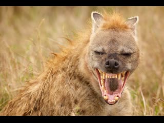 death battle shensy bodou ... true hyena zhenshi de legou . what does it mean to be a real hyena?