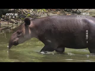 earth restaurant diqiu canting ... (movie 03) jungle and thicket like a huge salad bar conglin he senlin jiuxiang juda