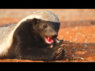 death battle shensy bodou ... honey badger (bald badger, ratel) mi huan, or unusual skills of bu xun chang de ji qiao