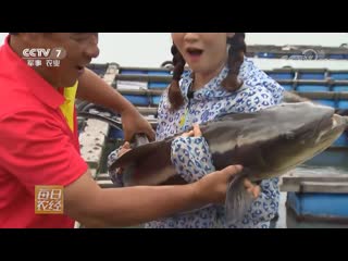 cobia, or nigrita, or sergeant fish, or canadus (lat. rachycentron canadum), in chinese juncao yu (sergeant fish). but,