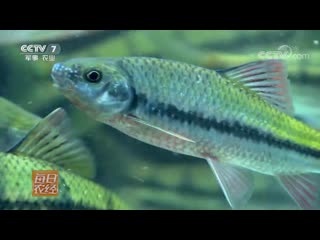 the technology of artificial breeding of rare high-mountain fish species, in the conditions of urban fish-breeding enterprises. pond fish