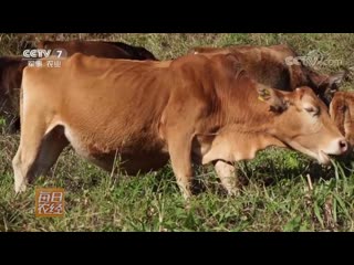 a unique breed of cows in guangxi zhuang autonomous region, called xiao huangnu (little bull). breeding technology