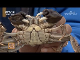 cultivation of freshwater crabs dan shui xie, or he xe (lat. eriocheir sinensis) in rice paddy fields daotian. by