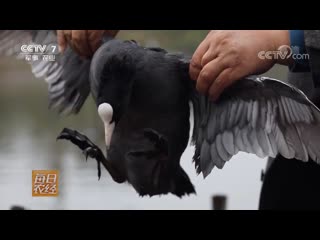 water shepherd, moorhen, as well as reed, water, or marsh hen, coot, occasionally flat hei shui ji, literally