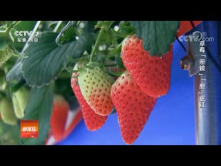 red strawberries on a coconut shell ye'ke shang zhong chu hong cao mei. strawberry cultivation technology on processed coconut