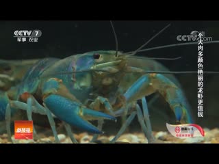 freshwater lobster longxia (dragon shrimp) from australia, and most likely, this is da lanse xia a large blue crayfish. technologists