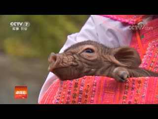 pig zhu. decorative pigs xiangzhu (sweet pig, cute pig). the technology of growing those who have lost weight, i e. thin