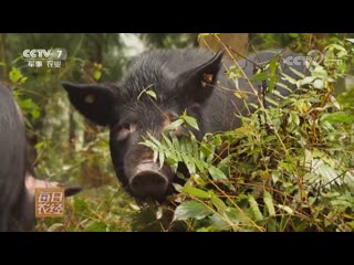 black mountain pigs heishan zhu of the miao people (hmong) miaozu ren. pigs roam the mountains and dense forests. live like