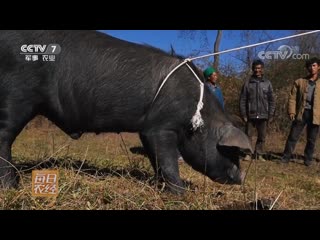 black pig liangshan hei zhu from liangshan yi autonomous prefecture, sichuan province. a wonderful breed of pigs, raising