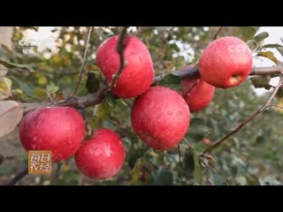 crazy abundance fengkuan de fengfu (insane wealth), or rather, crazy apple fengkuan de pingguo. huge