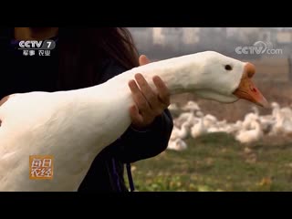 goose e. bai'e white geese. domestic goose jia’e. technology of keeping jishu neirong (mastery of keeping), intelligence