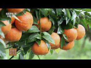 tangerines gan, or qian as a sign of love and preference for xiuqiu (hydrangea, a spherical silk decoration, an attribute of new