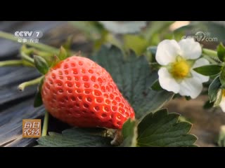 strawberry tsaomei, literally strawberry grass, or green strawberry (lat. fragaria viridis). a successful reconnaissance technique