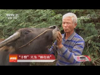 cow nu. shui nu buffalo (water cow, latin bubalus bubalis, buffalo, arny). domestic buffalo jia shuinyu. buivolitsa