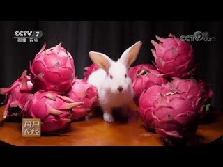 the red fruit of the cactus hylocereus ho long guo (fire dragon fruit), or pitahaya (pitaya). cactus cultivation technology