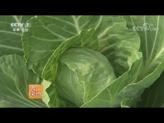 cabbage, cabbage, spring cabbage ganlan (sweet, delicious green piece). early spring cultivation technology