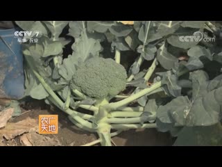 broccoli, or cabbage-broccoli xilanhua (cabbage flower), or ye cai hua (broccoli flower), cauliflower hua ye ca