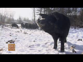 hei zhu black pigs that are not afraid of the cold -30 ... amazing pigs gnawing ice ... pigs with perfect meat, which