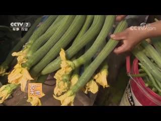 luffa, or gourd bast sigua, sigua (wire melon). this vegetable is also called pumpkin (loofah, loofy, luffa) cylindrical