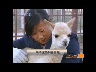 alpaca, or alpaga yanto (sheep, camel; lat. auchenia alpacos, a type of llama lama alpacos), or guanaco meizhou to (american