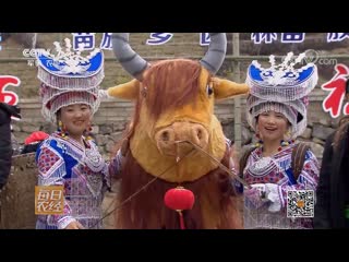 yellow cattle of huang niu (yellow cow) of junlian county. a unique breed of cows preserved by the miao people in the village of qilian,