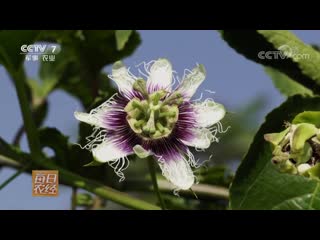 passion fruit (liana plant), passion flower edible, passionflower edible, or granadilla baixiang. passion fruit (fruit) baixiang guo