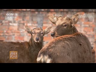 deer lu. sika deer, axis mei hua lu (plum blossom deer, lat. cervus nippon), or simply hua lu (deer flower