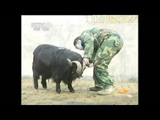 black goats of shanyang called lai wu. reproduction technology.