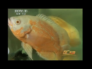 aquarium fish farming. aquarium. the technology of breeding ornamental fish on an industrial scale.