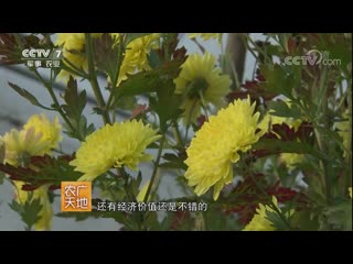 chrysanthemum juhua (chrysanthemum flower). yellow chrysanthemum huang juhua