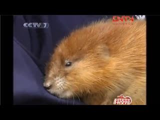 muskrat, or muscovy rat shesyan shu - the technology of breeding a fur-bearing animal in artificial conditions