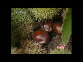 chestnut is the softest, chinese chestnut ban li (chestnut tree, lat. castanea mollissima). chestnut yuanyuan.