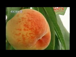 taozi peaches, on the taoshu peach tree. cultivation in the greenhouses of wenshi.