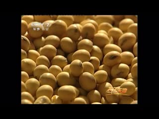 soybeans, soybeans (bristle soybeans, cultivated soybeans) dadou (large beans), or huangdou (yellow beans).